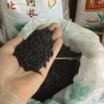 El arroz negro, una variedad del grano que alimenta a un tercio de la población de la Tierra, es una fuente barata de antioxidantes saludables.